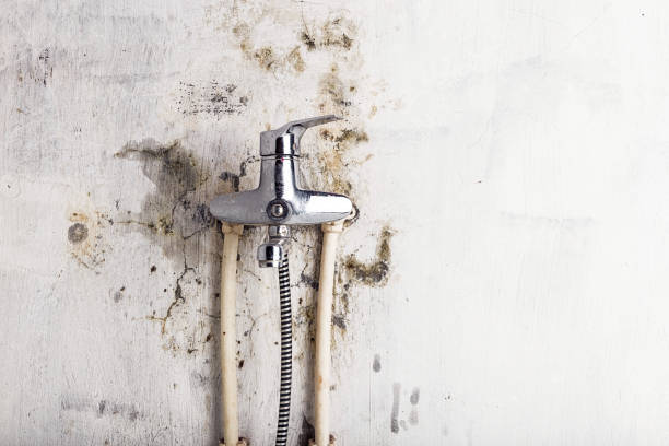Best Mold Inspection  in Glespie, IL