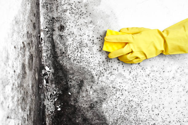 Best Emergency Mold Removal  in Glespie, IL