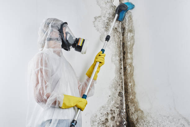 Best Water Damage Restoration  in Glespie, IL