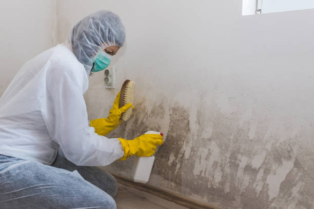 Best Mold Testing  in Glespie, IL