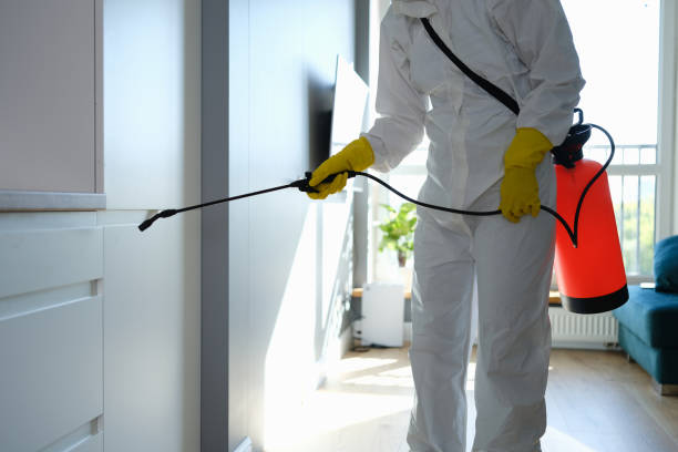 Reliable Gillespie, IL Mold Removal Solutions