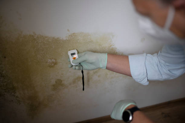 Best Crawl Space Mold Removal  in Glespie, IL