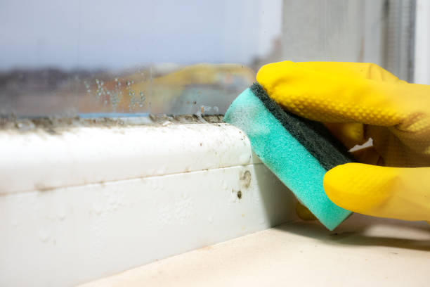 Mold Removal Process in Gillespie, IL