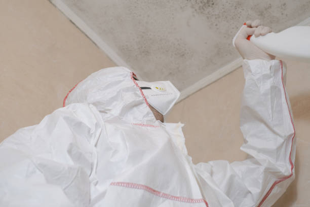 Best Mold Removal Company Near Me  in Glespie, IL