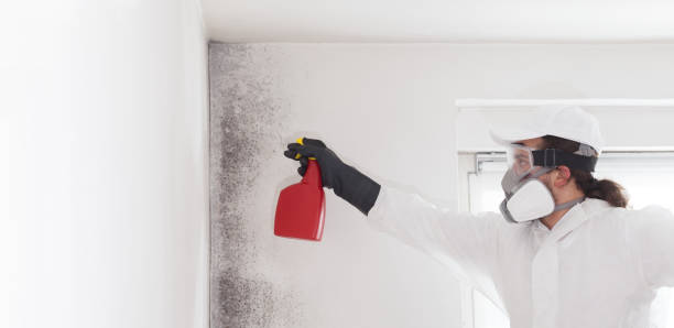 Best Commercial Mold Removal  in Glespie, IL