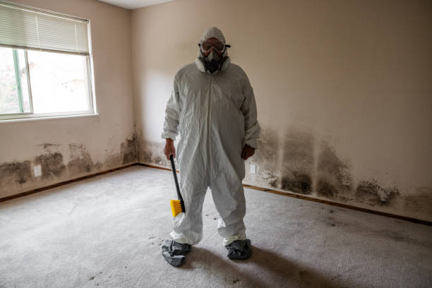 Best Home Mold Removal  in Glespie, IL
