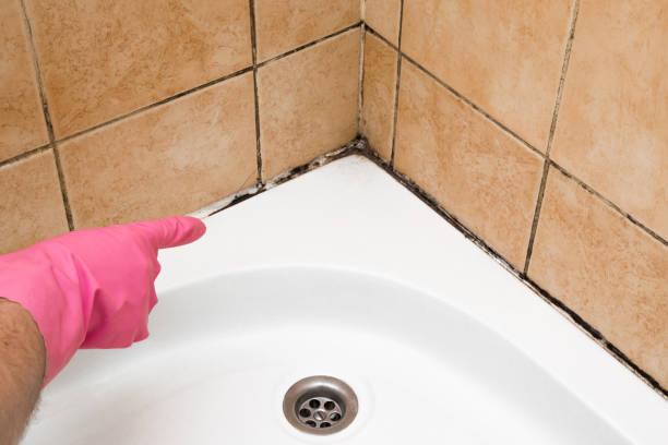 Best Mold Remediation  in Glespie, IL